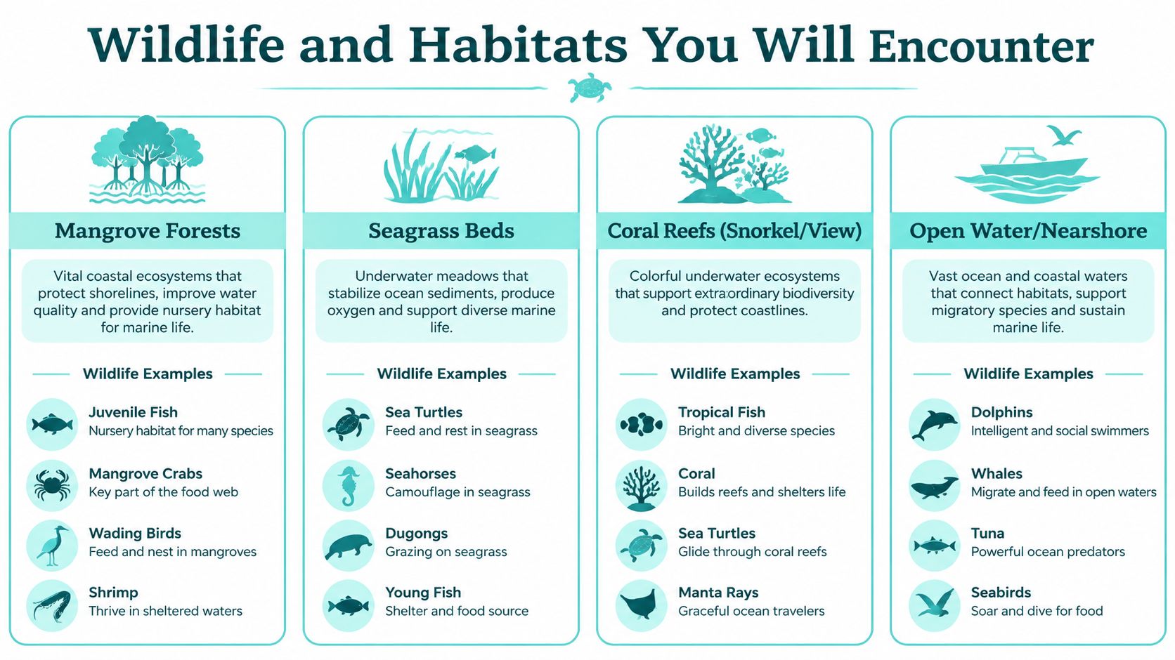 An infographic detailing wildlife and habitats like mangrove forests, seagrass beds, coral reefs, and open water environments.