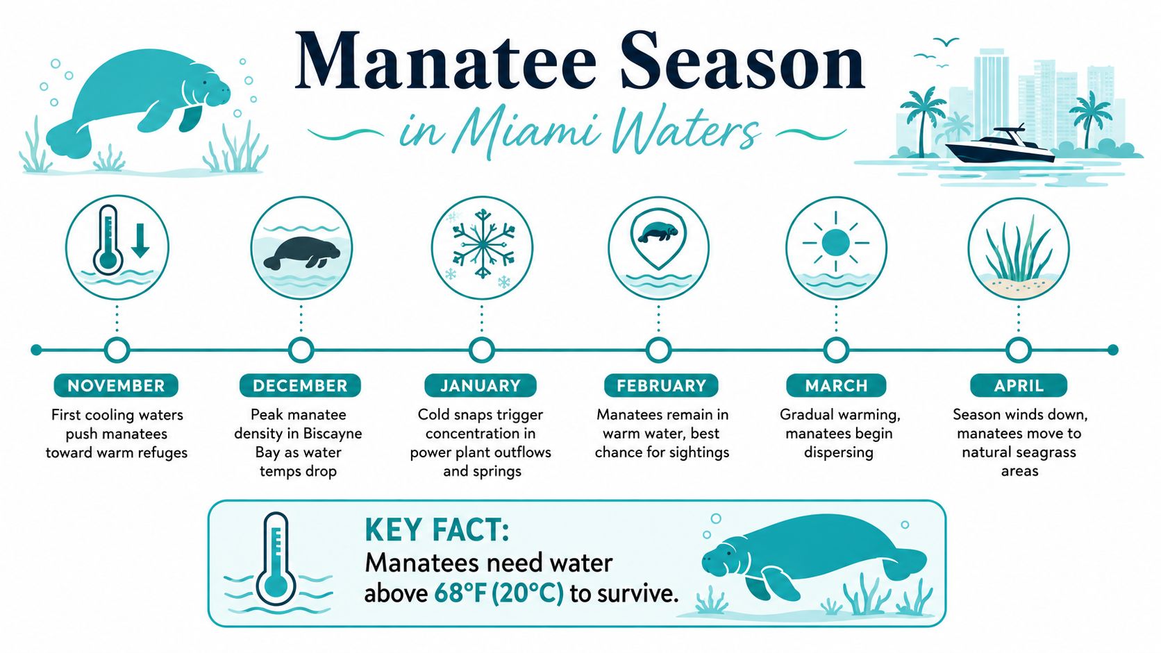 An infographic showing the seasonal migration of manatees in Miami waters from November to April.