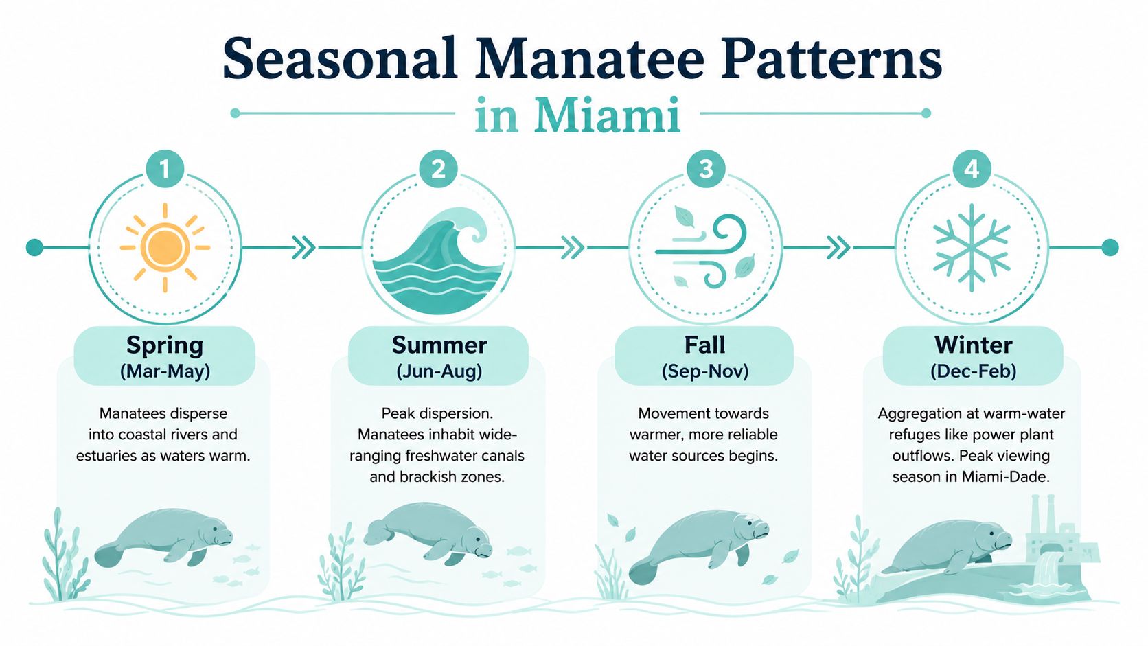 An infographic illustrating the seasonal migration and behavioral patterns of manatees in Miami throughout the year.